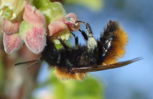 Andrena fulva
